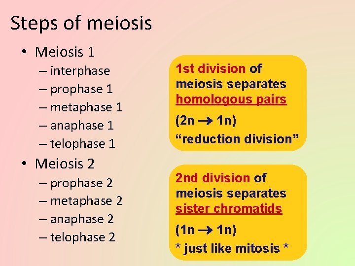 Steps of meiosis • Meiosis 1 – interphase – prophase 1 – metaphase 1