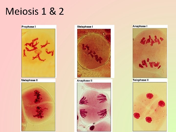 Meiosis 1 & 2 