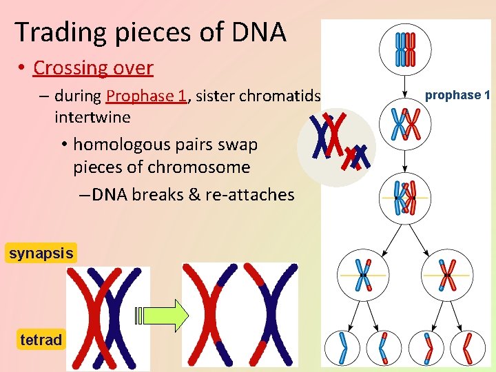 Trading pieces of DNA • Crossing over – during Prophase 1, sister chromatids intertwine