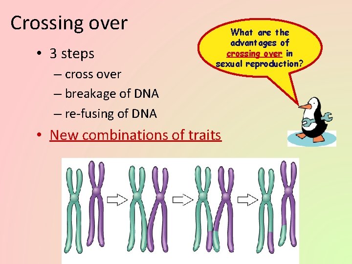 Crossing over • 3 steps – cross over – breakage of DNA – re-fusing