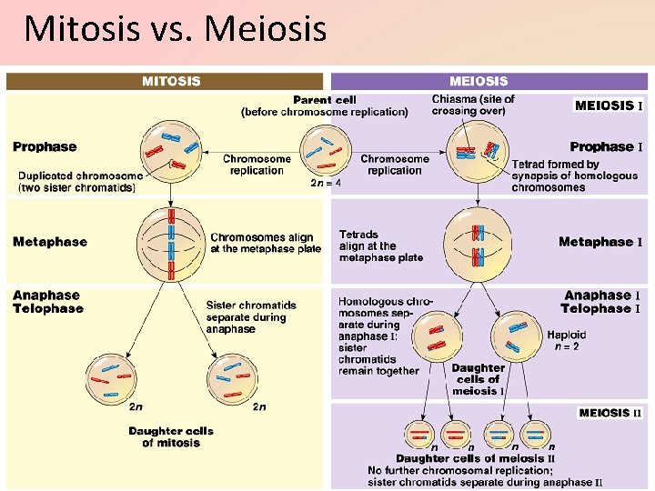 Mitosis vs. Meiosis 