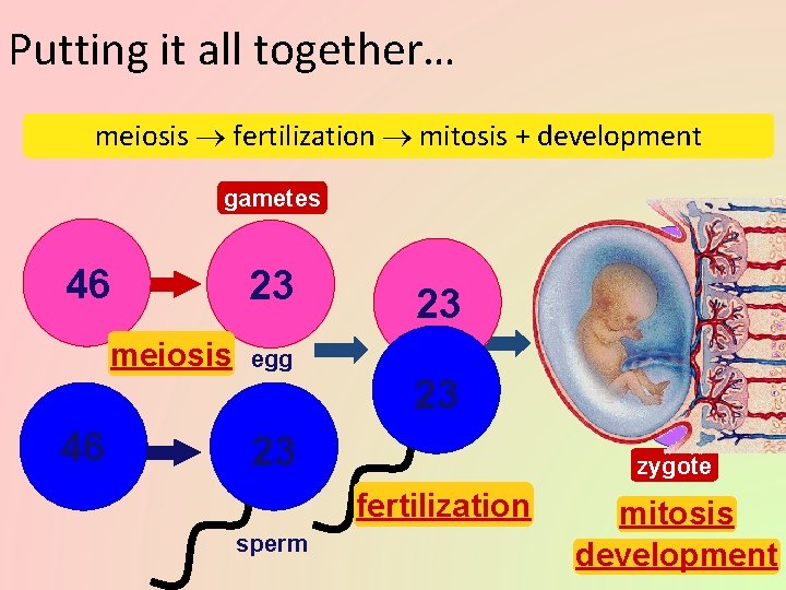 Putting it all together… meiosis fertilization mitosis + development gametes 46 meiosis 46 23