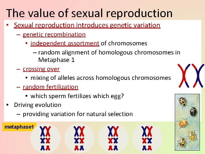 The value of sexual reproduction • Sexual reproduction introduces genetic variation – genetic recombination