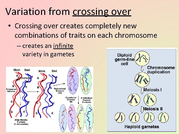 Variation from crossing over • Crossing over creates completely new combinations of traits on