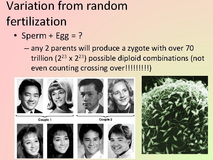 Variation from random fertilization • Sperm + Egg = ? – any 2 parents