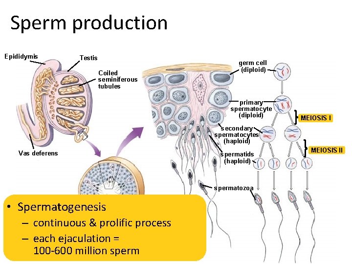 Sperm production Epididymis Testis Coiled seminiferous tubules germ cell (diploid) primary spermatocyte (diploid) MEIOSIS