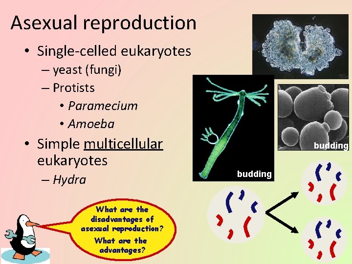 Asexual reproduction • Single-celled eukaryotes – yeast (fungi) – Protists • Paramecium • Amoeba