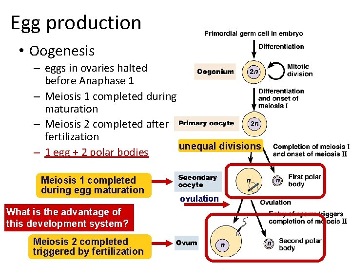 Egg production • Oogenesis – eggs in ovaries halted before Anaphase 1 – Meiosis