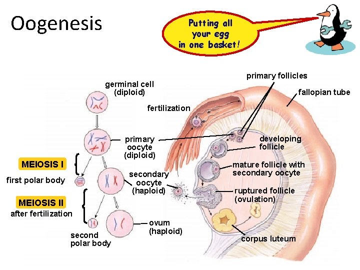 Oogenesis Putting all your egg in one basket! germinal cell (diploid) primary follicles fallopian