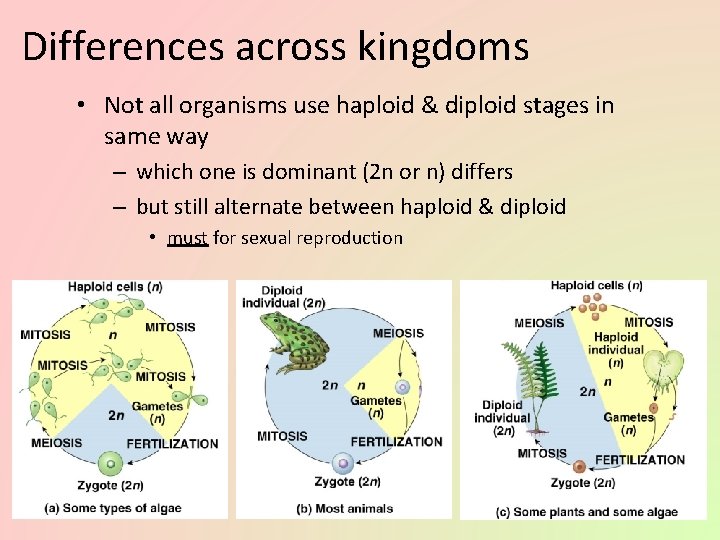 Differences across kingdoms • Not all organisms use haploid & diploid stages in same