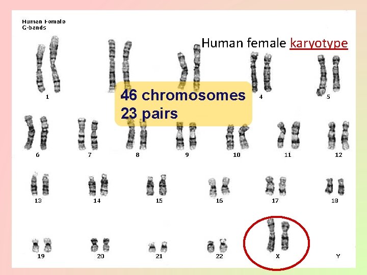 Human female karyotype 46 chromosomes 23 pairs 