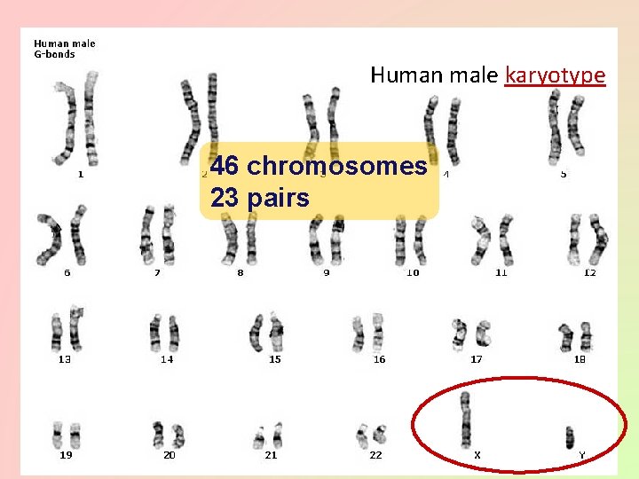 Human male karyotype 46 chromosomes 23 pairs 