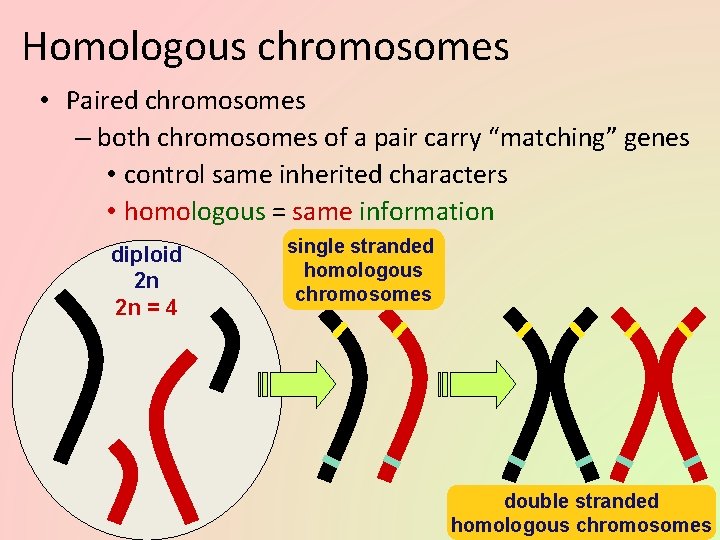 Homologous chromosomes • Paired chromosomes – both chromosomes of a pair carry “matching” genes