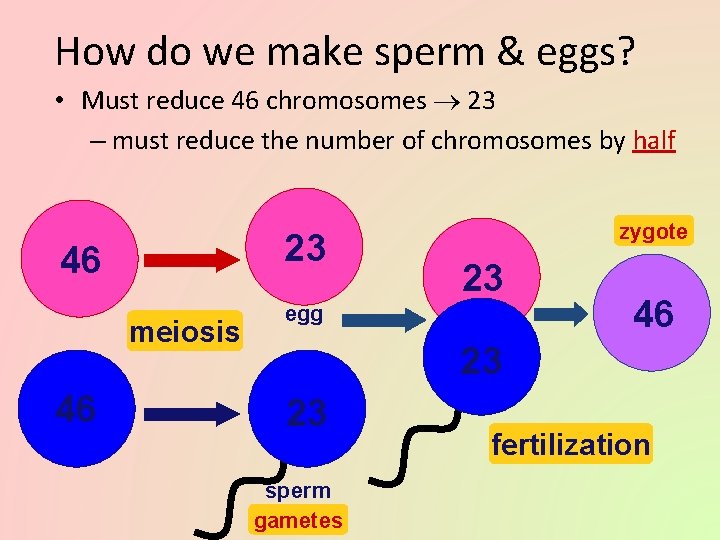 How do we make sperm & eggs? • Must reduce 46 chromosomes 23 –