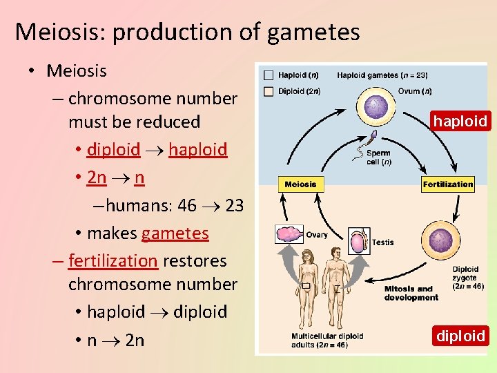 Meiosis: production of gametes • Meiosis – chromosome number must be reduced • diploid