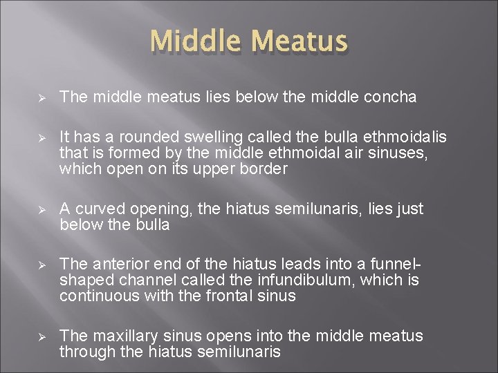 Middle Meatus Ø The middle meatus lies below the middle concha Ø It has