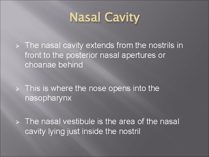 Nasal Cavity Ø The nasal cavity extends from the nostrils in front to the