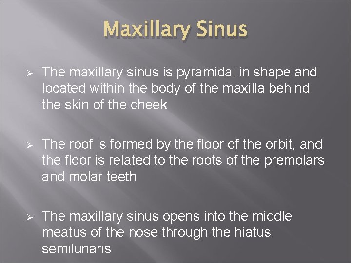 Maxillary Sinus Ø The maxillary sinus is pyramidal in shape and located within the