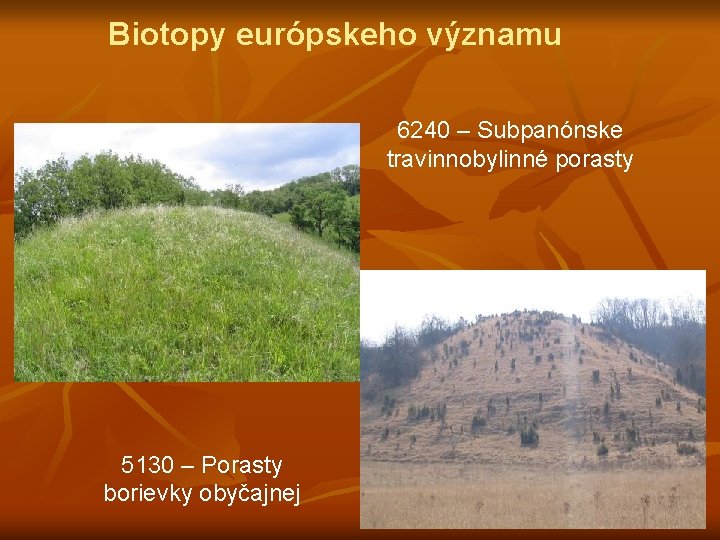 Biotopy európskeho významu 6240 – Subpanónske travinnobylinné porasty 5130 – Porasty borievky obyčajnej 