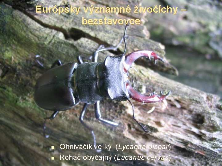 Európsky významné živočíchy – bezstavovce n n Ohniváčik veľký (Lycaena dispar) Roháč obyčajný (Lucanus