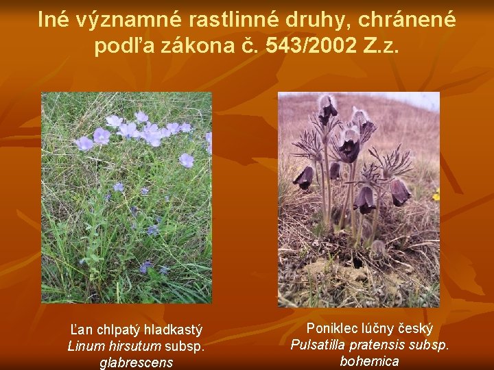 Iné významné rastlinné druhy, chránené podľa zákona č. 543/2002 Z. z. Ľan chlpatý hladkastý