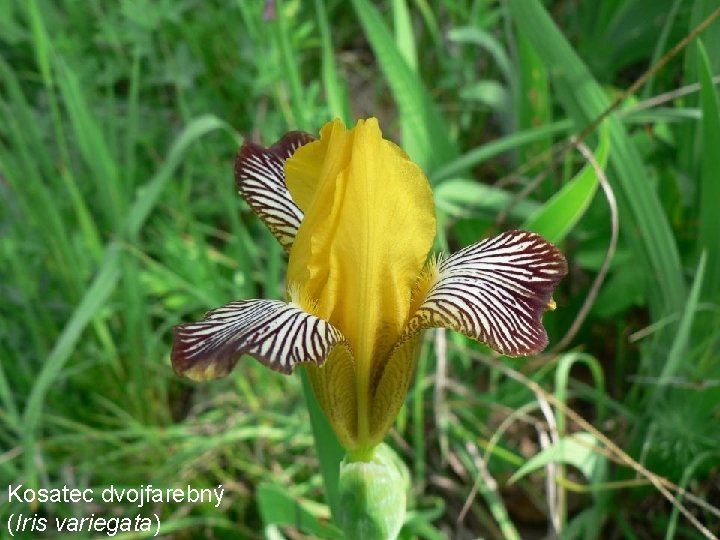 Kosatec dvojfarebný (Iris variegata) 