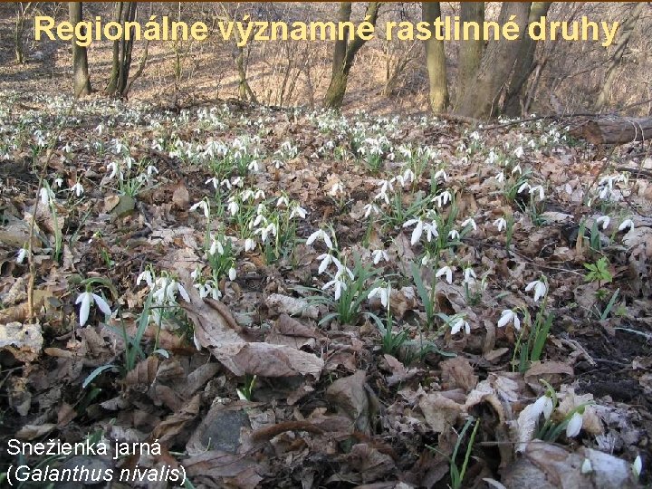 Regionálne významné rastlinné druhy Snežienka jarná (Galanthus nivalis) 