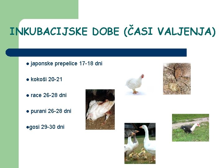 INKUBACIJSKE DOBE (ČASI VALJENJA) l japonske prepelice 17 -18 dni l kokoši 20 -21