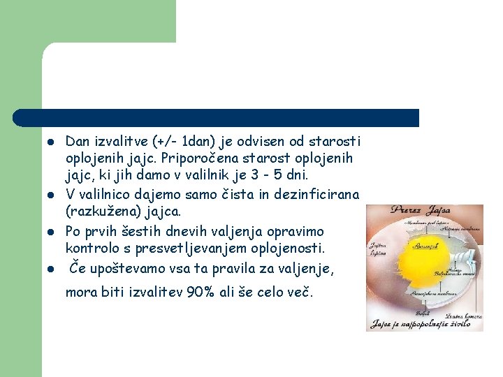 l l Dan izvalitve (+/- 1 dan) je odvisen od starosti oplojenih jajc. Priporočena