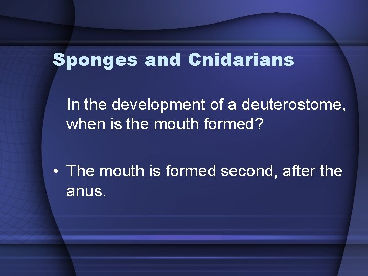 Sponges and Cnidarians In the development of a deuterostome, when is the mouth formed?