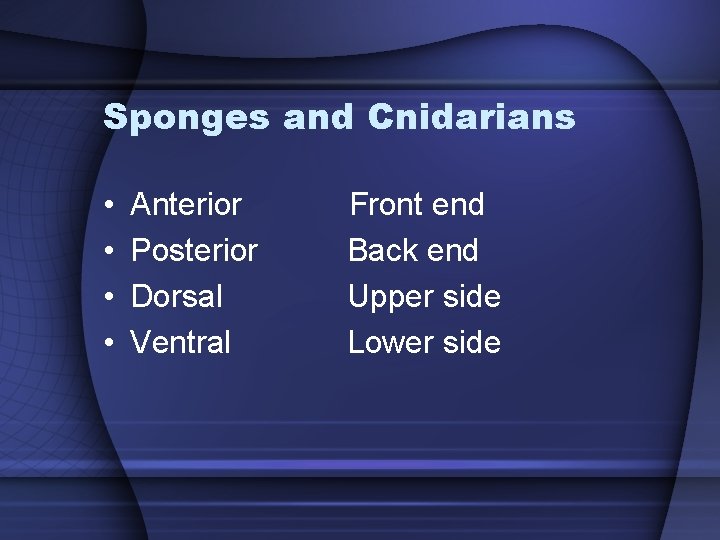 Sponges and Cnidarians • • Anterior Posterior Dorsal Ventral Front end Back end Upper