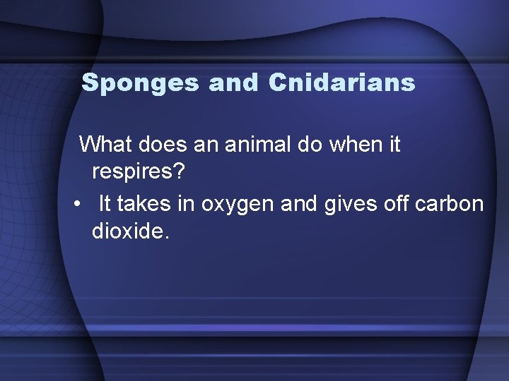 Sponges and Cnidarians What does an animal do when it respires? • It takes