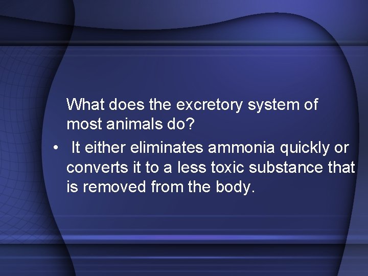 What does the excretory system of most animals do? • It either eliminates ammonia