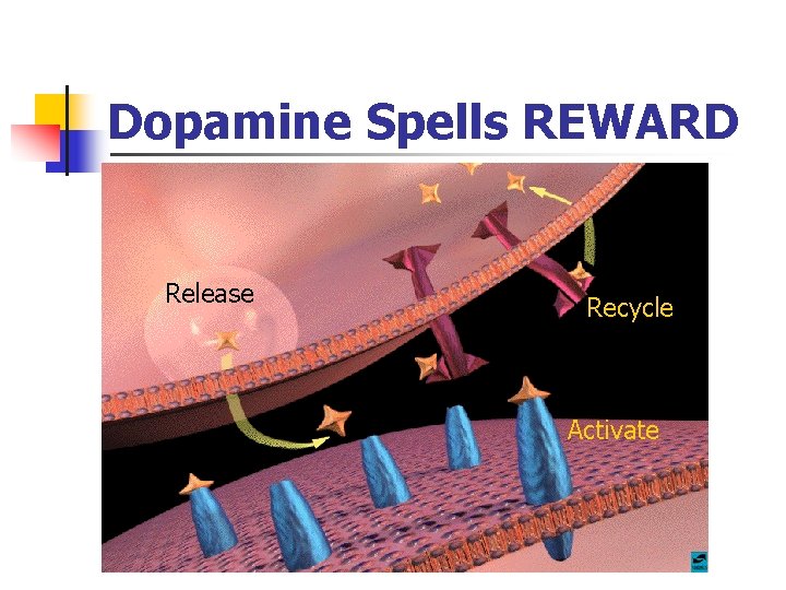 Dopamine Spells REWARD Release Recycle Activate 