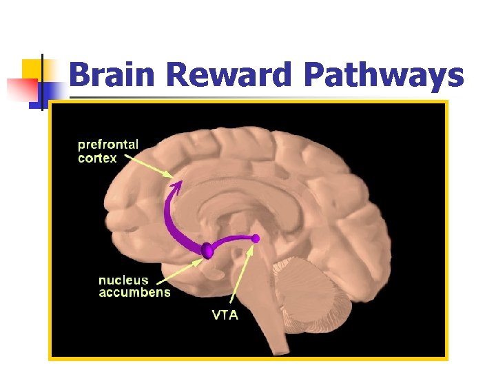 Brain Reward Pathways 