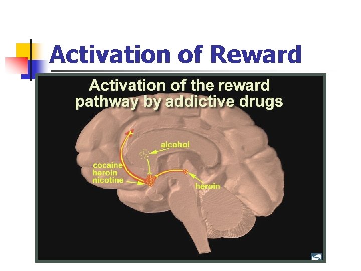 Activation of Reward 