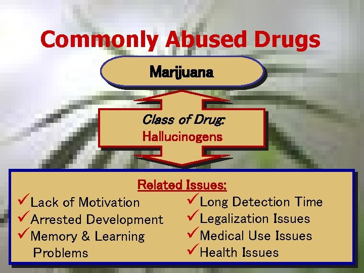 Commonly Abused Drugs Marijuana Class of Drug: Hallucinogens Related Issues: üLong Detection Time üLack