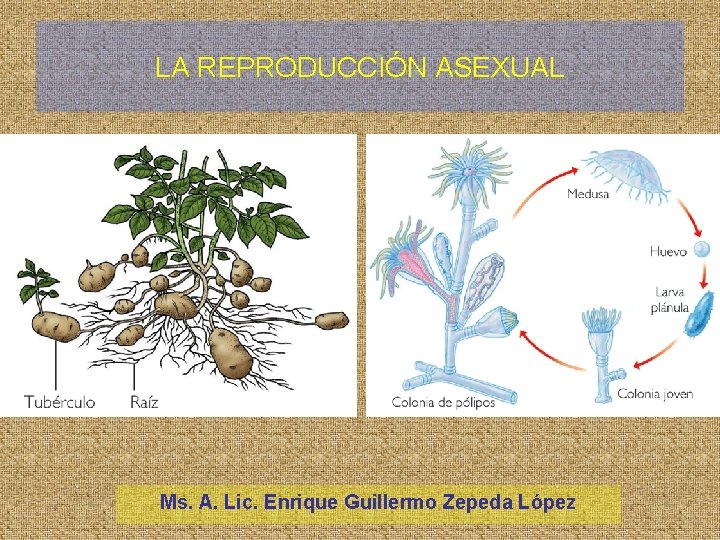 LA REPRODUCCIÓN ASEXUAL Ms. A. Lic. Enrique Guillermo Zepeda López 