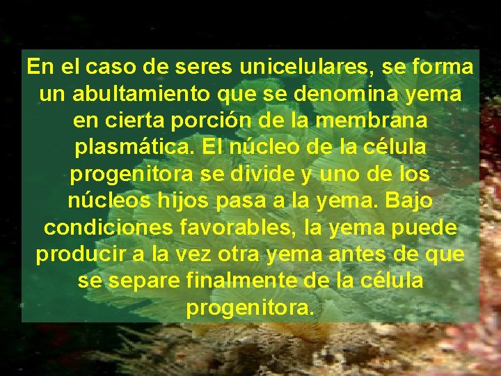 En el caso de seres unicelulares, se forma un abultamiento que se denomina yema