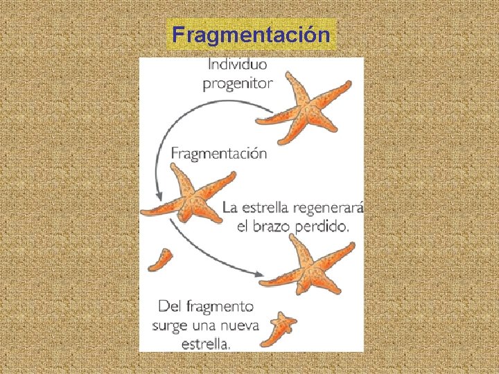 Fragmentación 