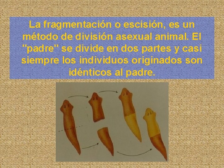 La fragmentación o escisión, es un método de división asexual animal. El "padre" se