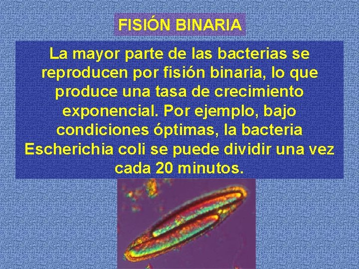 FISIÓN BINARIA La mayor parte de las bacterias se reproducen por fisión binaria, lo