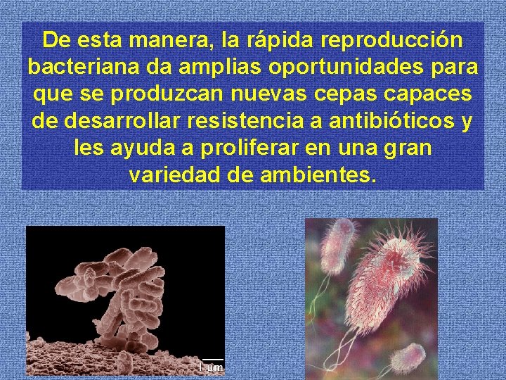 De esta manera, la rápida reproducción bacteriana da amplias oportunidades para que se produzcan
