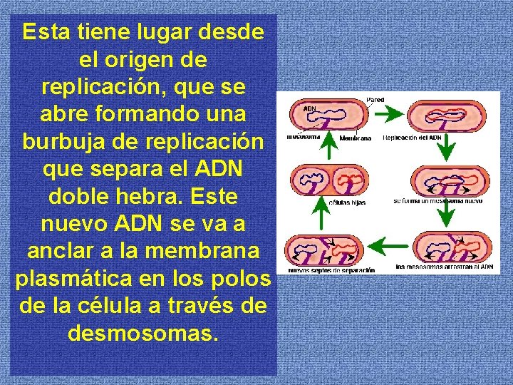 Esta tiene lugar desde el origen de replicación, que se abre formando una burbuja