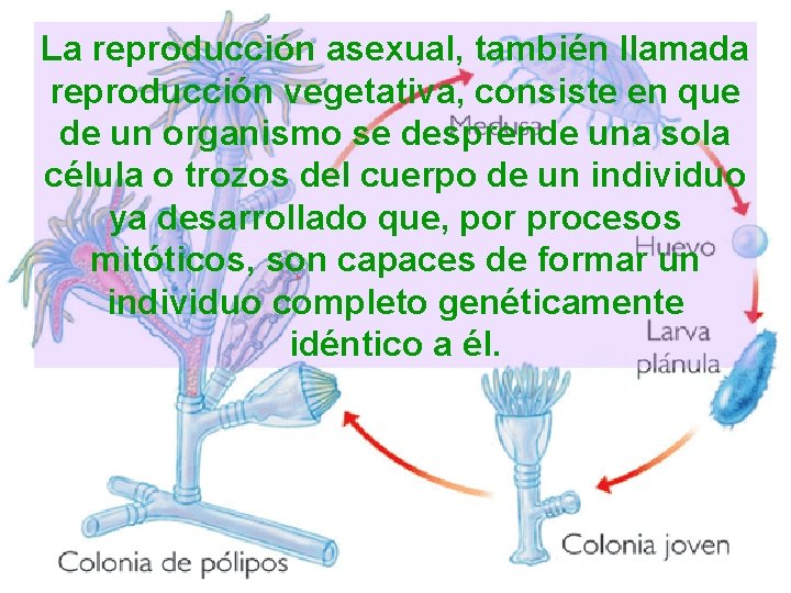 La reproducción asexual, también llamada reproducción vegetativa, consiste en que de un organismo se