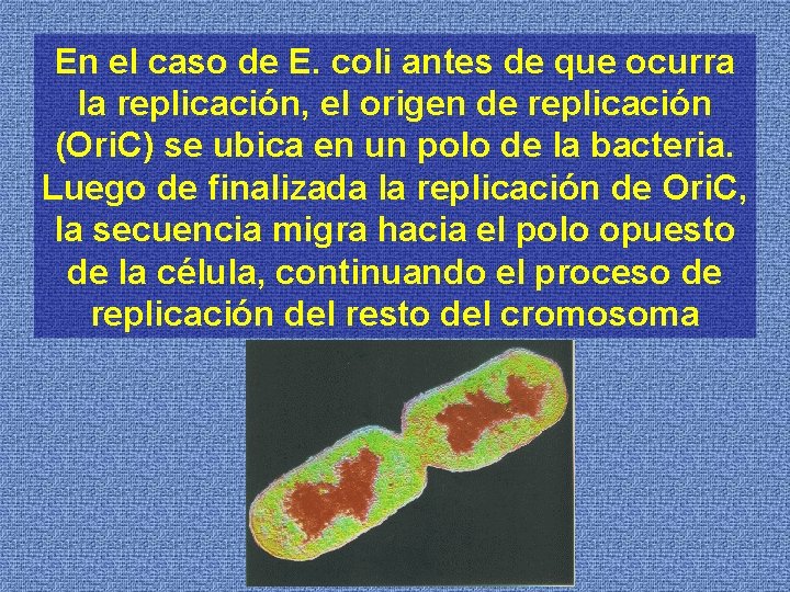 En el caso de E. coli antes de que ocurra la replicación, el origen