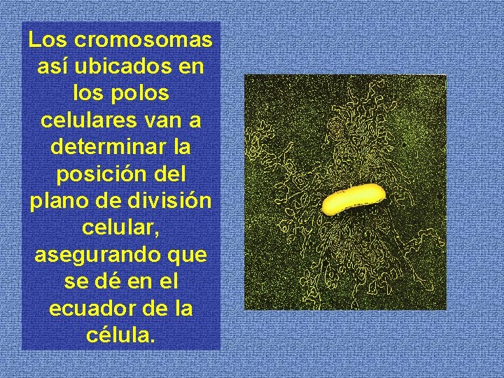Los cromosomas así ubicados en los polos celulares van a determinar la posición del
