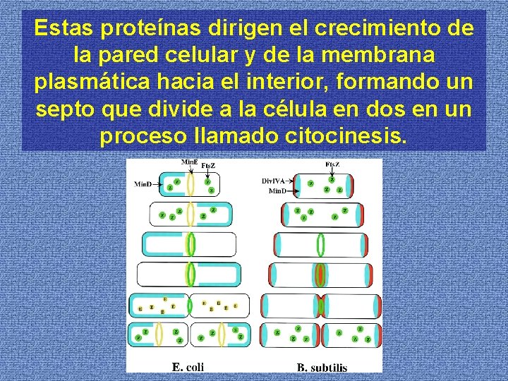 Estas proteínas dirigen el crecimiento de la pared celular y de la membrana plasmática