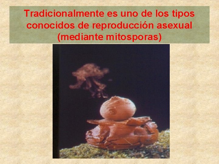 Tradicionalmente es uno de los tipos conocidos de reproducción asexual (mediante mitosporas) 