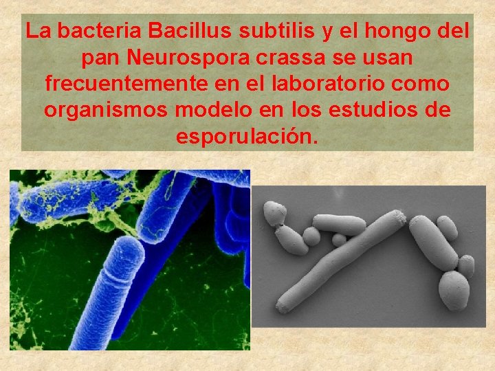 La bacteria Bacillus subtilis y el hongo del pan Neurospora crassa se usan frecuentemente